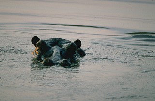 Hippo pool Zambezi