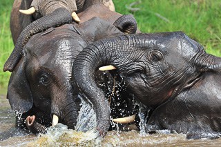 Elephants in River