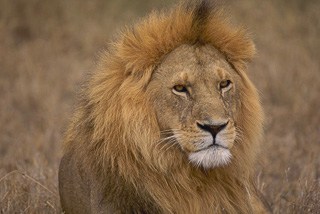 Lion mane in Botswana