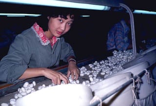 Sildworm factory China