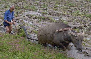 Caribou farming China