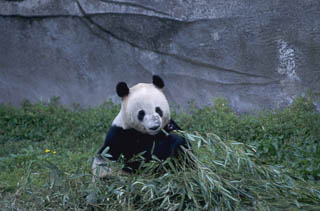 Panda at sanctuary Chengdu China