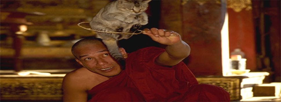 Cat trick by monk at Inle Lake Myanmar Burma