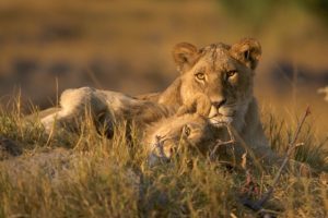 Adventure To Africa - Most Likely Your Finest Holiday Experience 3