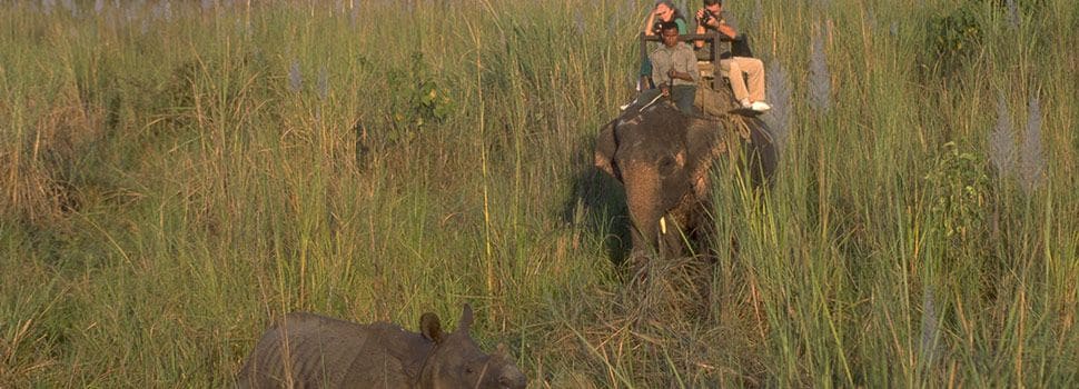 Jungle elephant safari Nepal