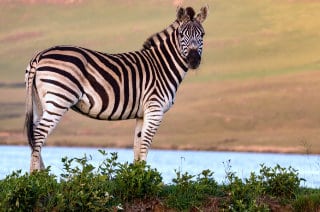 Adventure To Africa Favorite 4